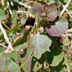 Trianthema portulacastrum Fruit