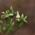 Voacanga africana Blomma