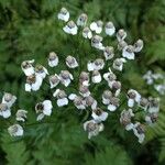 Achillea macrophylla Λουλούδι