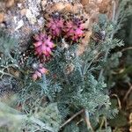Platycapnos spicata 葉