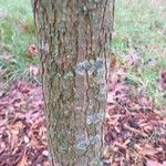 Carya aquatica Kora