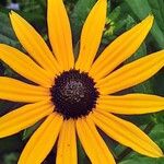 Rudbeckia fulgida Квітка