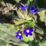 Anchusa officinalis Кветка