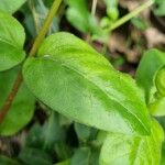 Vinca herbacea Folha