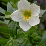 Polemonium carneum Fiore