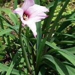 Zephyranthes carinata Bloem