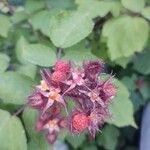 Rubus phoenicolasius Fruit