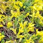 Cytisus decumbens Λουλούδι