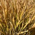 Calamagrostis stricta Blatt