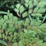 Adiantum raddianum Fruit