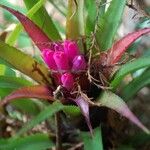 Aechmea recurvata Blodyn