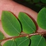 Phyllanthus niruroides Hoja