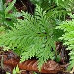 Selaginella flabellata Yaprak