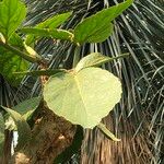 Cyphostemma currorii Vivejo