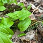 Maianthemum bifolium Лист