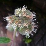 Phacelia heterophylla 花