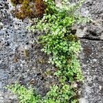 Asplenium ruta-muraria Habit