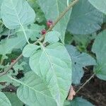 Solanum dulcamara Foglia