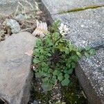 Cardamine parviflora Costuma