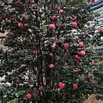 Camellia oleifera অভ্যাস