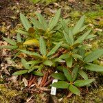 Rhododendron adenogynum Habit