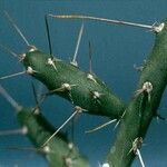 Cylindropuntia leptocaulis Φύλλο