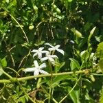 Jasminum azoricum ফুল