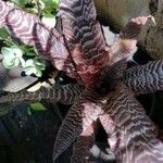 Cryptanthus zonatus Blad