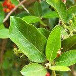 Ehretia amoena Hoja