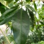 Alberta magna Leaf