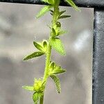 Veronica verna Leaf