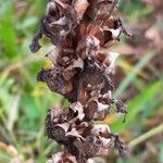 Pedicularis foliosa Meyve