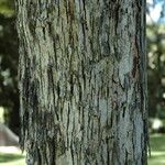 Eugenia brasiliensis 树皮