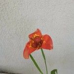 Tigridia pavonia Floro