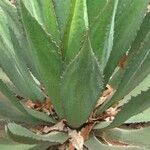 Agave cupreata