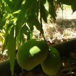 Mangifera indica ഫലം