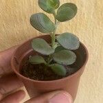 Kalanchoe marnieriana Leaf