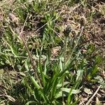 Plantago atrata Flower