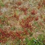 Rumex bucephalophorus Habit