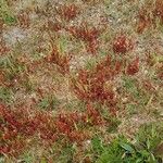 Rumex bucephalophorus 形态