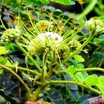 Albizia adianthifolia