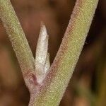 Crotalaria rogersii Φλοιός