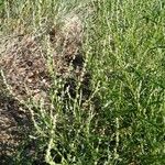 Atriplex littoralis Leaf