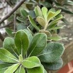 Pittosporum crassifolium Φύλλο