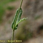 Biscutella arvernensis 樹皮