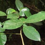Ficus maxima Folla