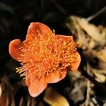 Haemanthus coccineus Květ