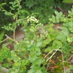 Galium rubioides Кветка