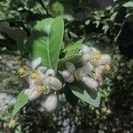 Citrus maxima Fiore