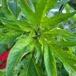 Ambrosia trifida Blomst